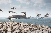 Gannet Colony 1