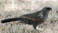 Apostlebird