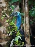 Cassowary
