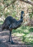 Emu