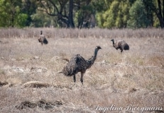 Emus