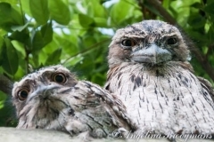 Frogmouth Owls