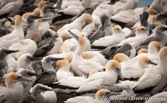 Gannet Colony 2