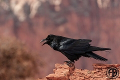 Grand Raven