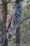 Great Grey Owl