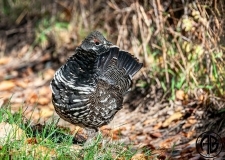 Grouse