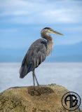 Heron