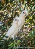 Little Corellas