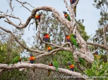 Lorikeet Flock