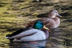 Mallards