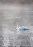 Morning Swan