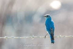Mountain Blue Bird