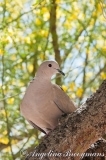Mourning Dove