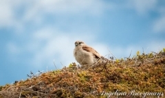 Nankeen Kestrel