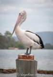 Pelican