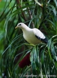 Pied Imperial Pigeon