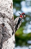 Sapsucker