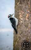Winter Woodpecker