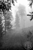 Misty Lane