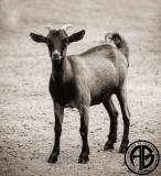 Small Goat
