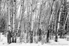 Winter Aspens