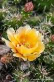 Cacti Bloom