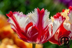 Canada Tulip