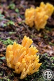 Coral Fungus