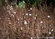 Desert Snails