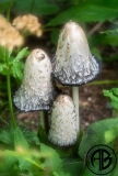 Fairy Mushrooms