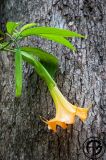 Flower on Tree
