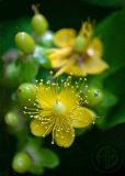 Gooseberry Blossom