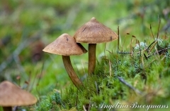 Hat Mushrooms