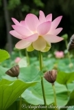 Lotus Flower 1