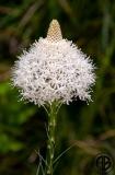 Rocky Mountain Flower