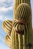 Saguaro
