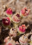 Sappy Flowers