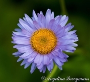 Showy Daisy