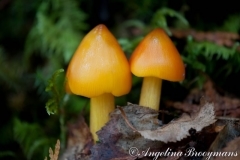 Tiny Mushrooms