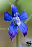 Upland Larkspur