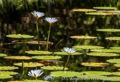 Water Lillies