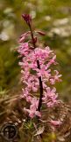 Wild Orchid