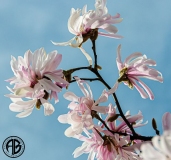 Windy Magnolias