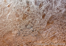 Bubbles 1