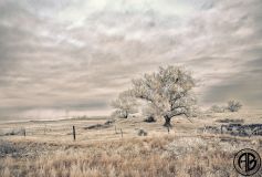 Frost Morning Effects