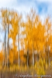 Moving Aspens