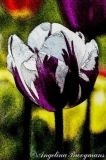 Painted Tulip