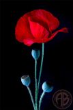 Red Poppy