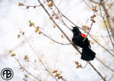 Redwing Blackbird