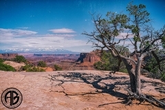 Tree at Canyonlands